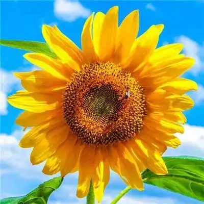 微信最吉利的好看头像旺运