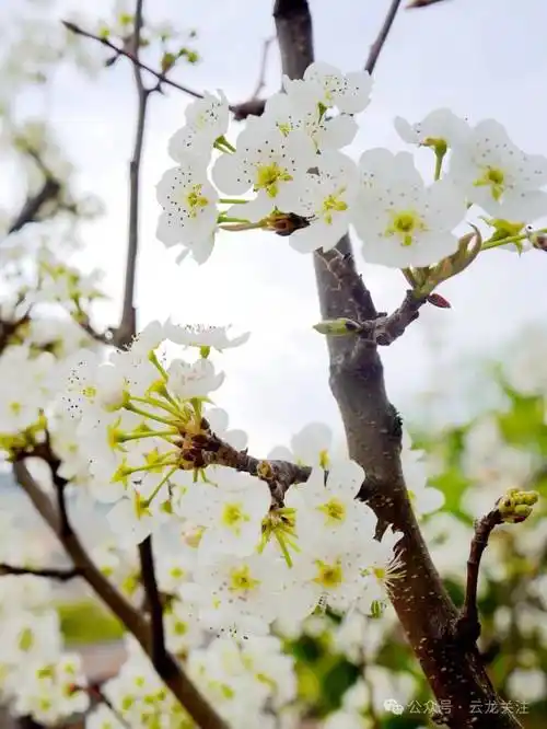 超浪漫快来赴一场春日梨花之约