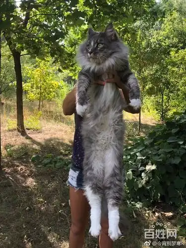 【图】- 缅因猫粘人吗,签协议包健康_缅因猫好养吗 - 怒江福贡猫猫 -