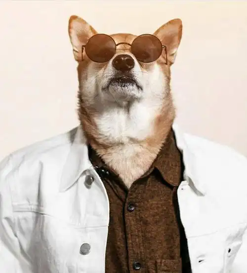 有不有和这个头像能对应的狗狗的情侣头像?