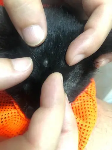 【求助】头上结痂了