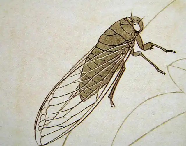 蝉的工笔技法步骤