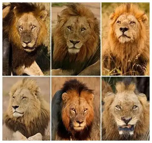 传奇雄狮联盟坏男孩又译黑手党