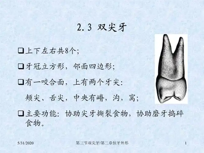 第三节双尖牙第二章恒牙外形.ppt