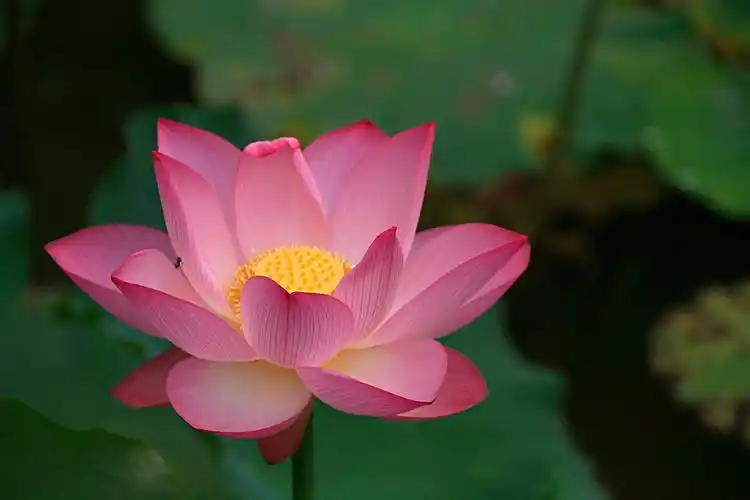 荷花图片 荷花,莲花,花朵, _ 图片网