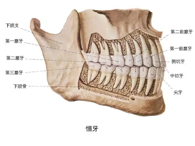 展开全部 左右一样 向左转  向右转