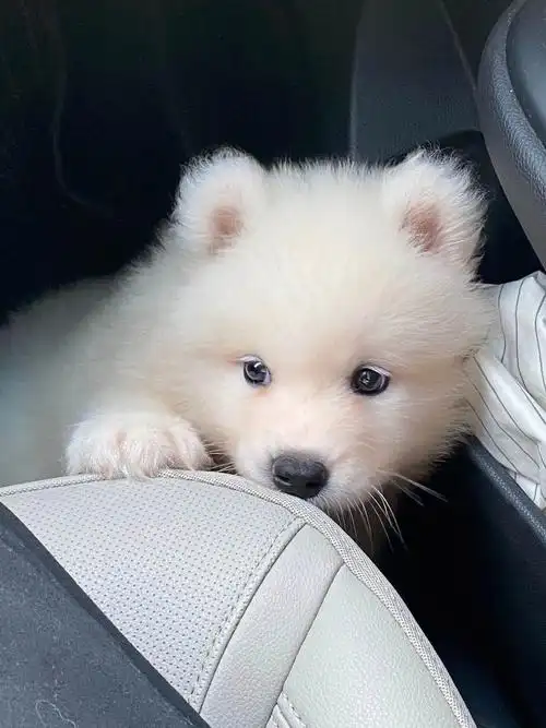 能吃能拉软乎乎的小狗狗 每天早起陪他玩耍98#我家宠物好可爱