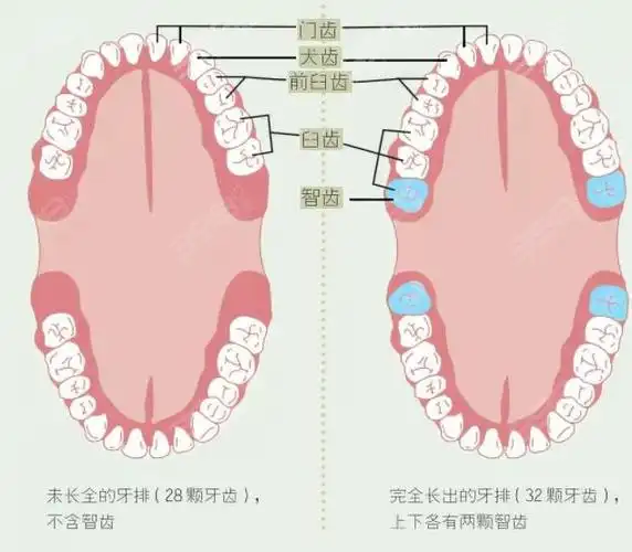 人一共有多少颗牙齿?(通常成人一共有多少颗牙齿)