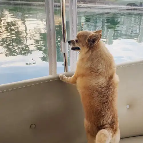 狗狗双腿站立很可爱真不懂这种会伤害狗狗的可爱究竟有什么意义