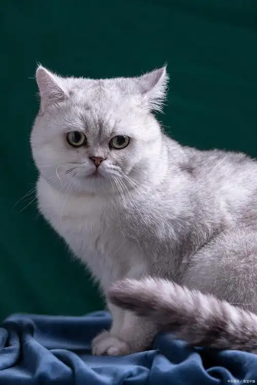 英国短毛猫是人们非常喜欢的一种猫种,因为这类猫性格温顺,体态优雅