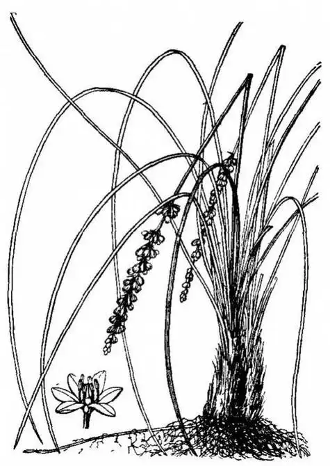 麦冬简笔画-简笔画-369作文网