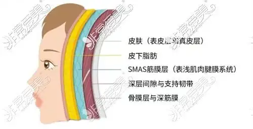 皮肤层次展示图