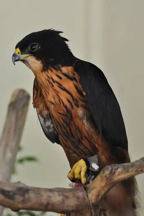 鹰形目鹰科棕腹隼雕属棕腹隼雕