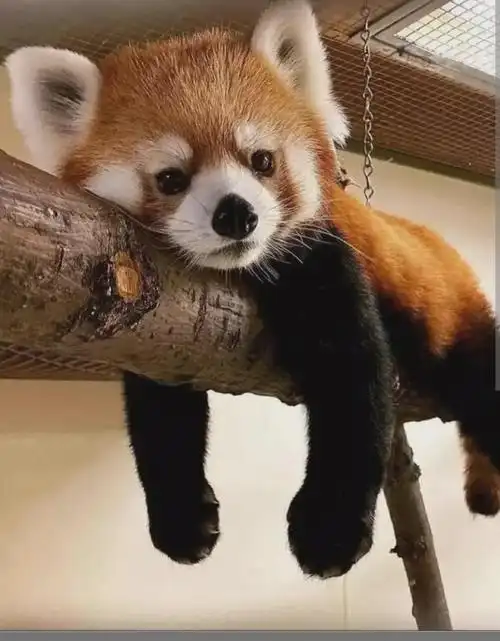 萌化人心!28张超级可爱的动物图片大放送!