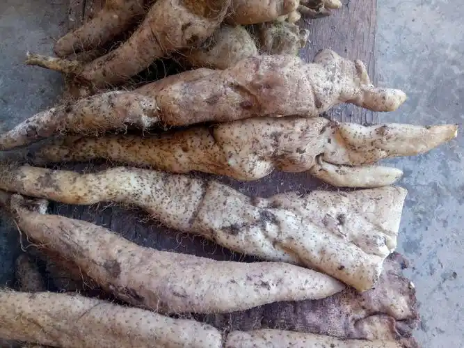 [野生山药批发]野生山药 50~70cm 价格20元/斤 - 惠农网