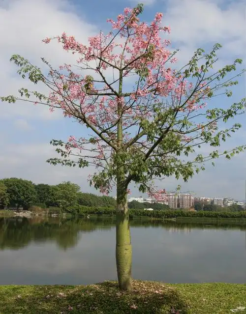 梅城的异化木棉树开花也漂亮