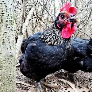 散养黑毛鸡