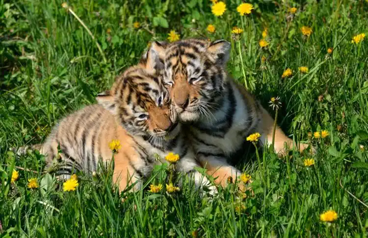 《原创》可爱的小老虎