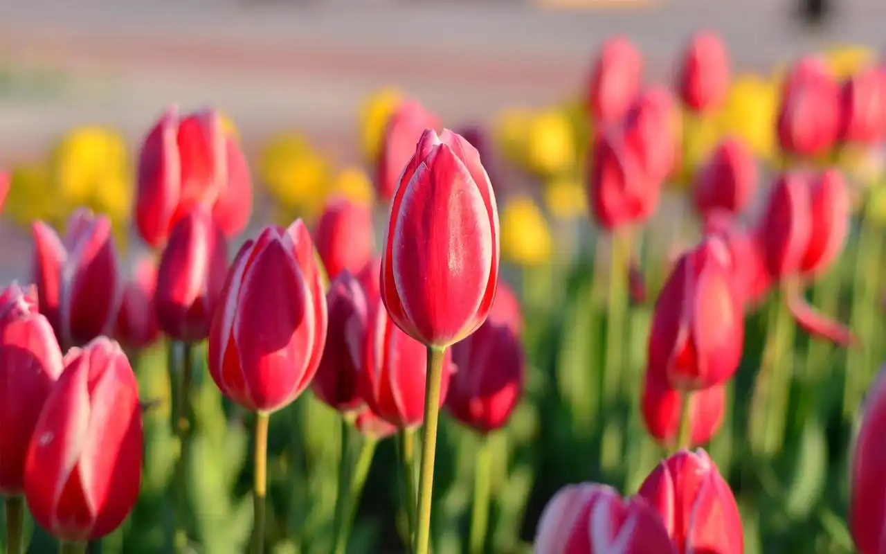 五颜六色的郁金香图片桌面壁纸