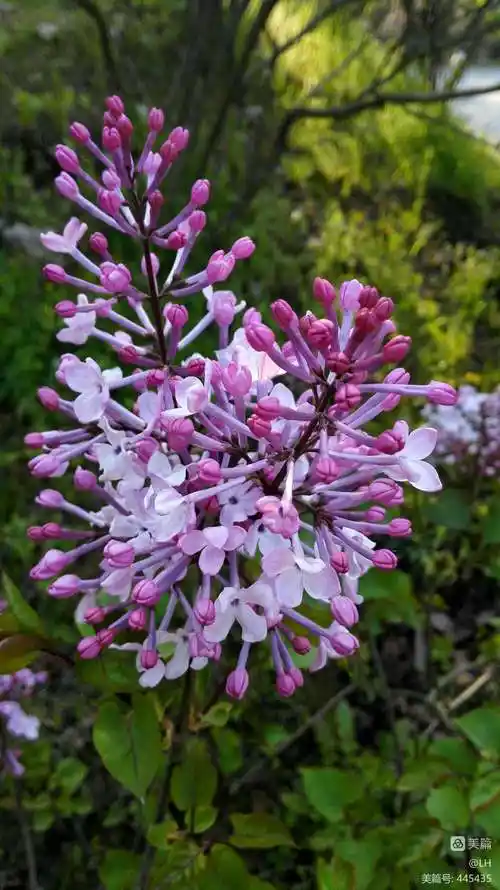 是在每年的5～6月开花,其花朵为紫色但是其他品种丁香花开花时间不同