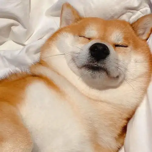 狗头的qq头像_头像图片_扣扣乐园