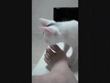 当喵闻到臭脚 居然能做出浮夸的动作来 妖精!