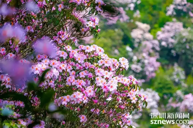 坐"飞的"赏毛棉杜鹃是何种体验?感受过就知道!_深圳新闻网