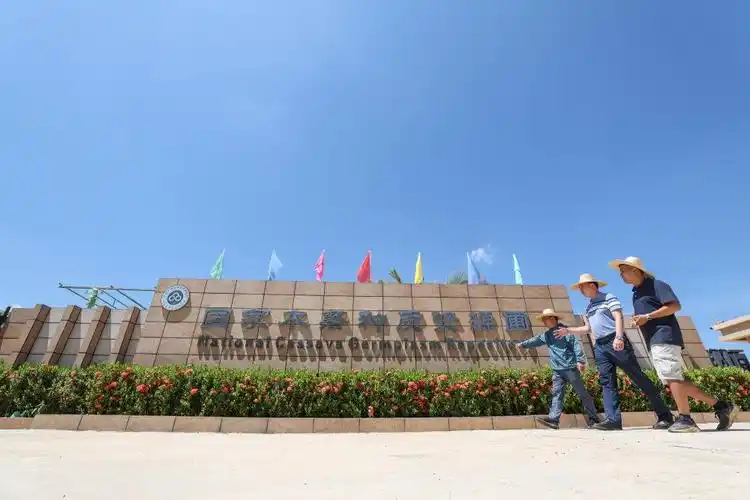 中国热带农业科学院的科研人员在实验室做木薯组培工作.