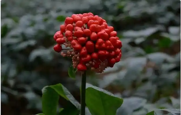 农民在自家梨树下种三七,涉嫌严重违法?法院:将追究刑事责任!|林木|种