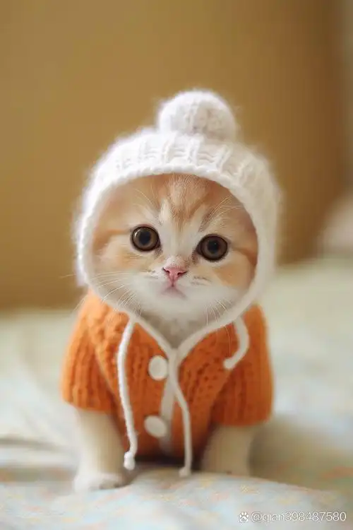 猫咪##猫奴聚集地# 又蠢又萌 蠢萌蠢萌的小可爱,你喜欢吗,反正我孪葺