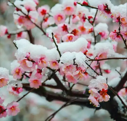 最美梅花诗词大全(有关梅花的唯美诗句)