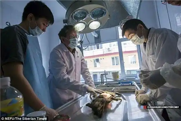 尸检期间,科学家发现这只动物的更多内脏保存完好,其中包括心脏,肝脏