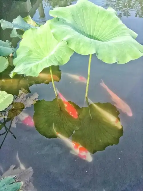 荷叶何田田,鱼戏莲叶间.