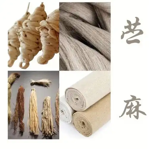 苎麻中国草中国宝