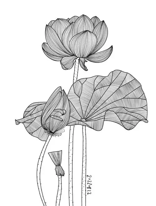 荷花控笔线条450