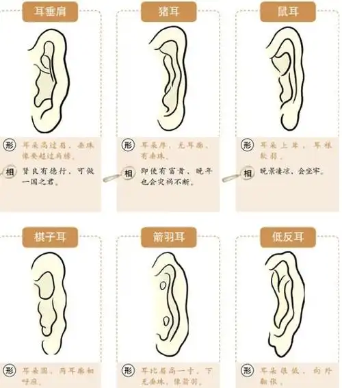左耳看财右耳断祸从耳朵看运势你是富贵还是贫贱