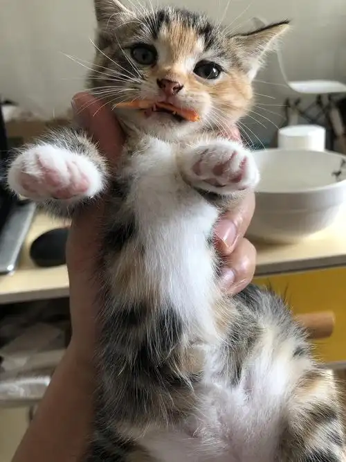 白云区 美短橘猫串串 小奶猫 免费领养