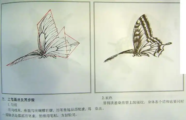 怎样画蝴蝶 工笔画技法