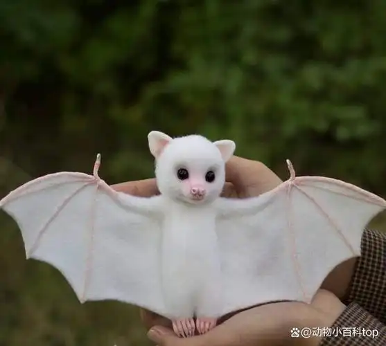 世界十大最可爱动物