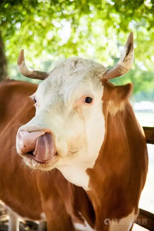 牛的特写肖像