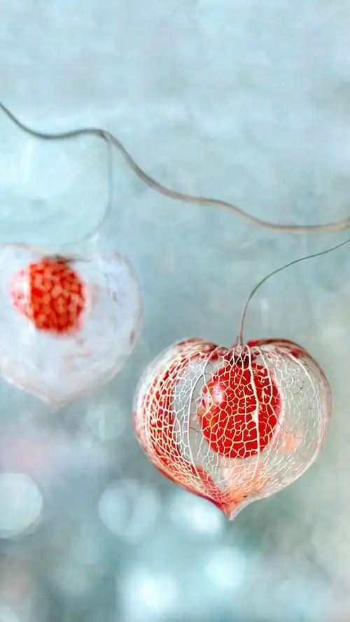 超养眼的植物系列手机壁纸