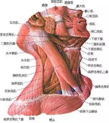 【金教院】 正常情况下上颈椎处在前倾的位置,下颈椎处在后仰的位置