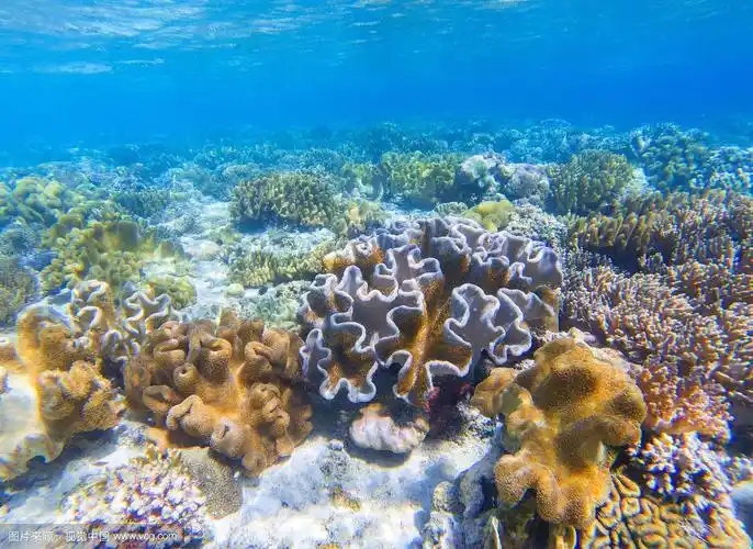 珊瑚海底照片.海滨的观点.
