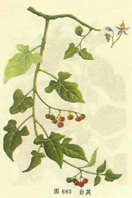 该植物的全草或根可供药用,中药名分别为:白英(白毛藤),白毛藤根.