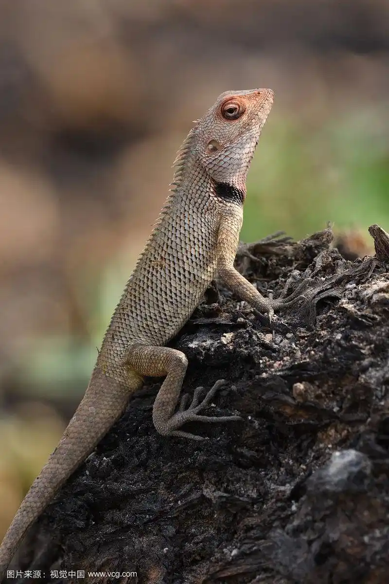 雄伟的白色蜥蜴