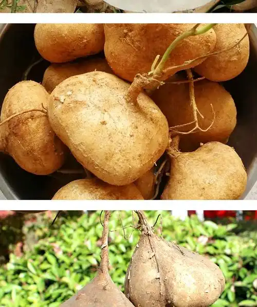 博多客湖北特产新鲜凉薯白地瓜地萝卜