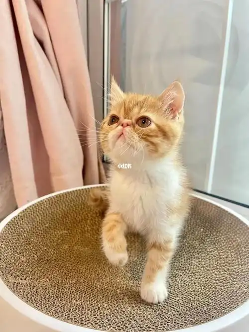 南京龙江地铁站附近,个人家庭繁育,虎斑加菲母猫两个月零8天,1000出