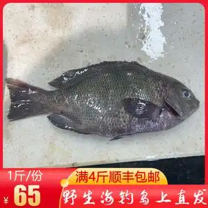 舟山野生海钓黑毛鱼斑鱾鱼菜毛鱼粗鳞黑毛鱼瓜子鱲鱼海鱼新鲜500g
