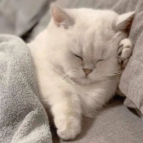 超级萌的萌宠头像来啦