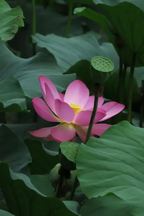 我曾拍的荷花照20